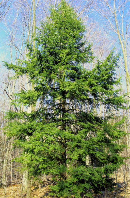 Hemlock Removal in Bel Air, MD