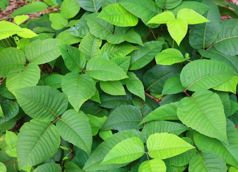 Poison Ivy Removal in Bucks County, PA