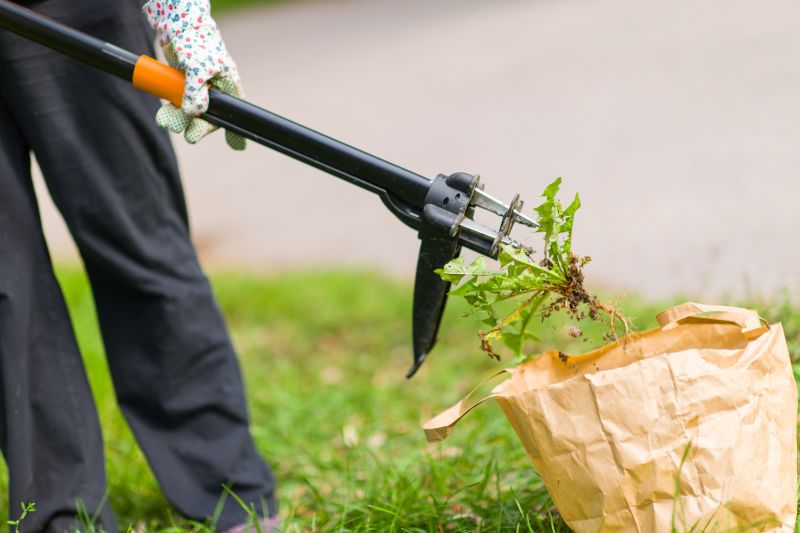Crabgrass Removal in Ventura County, CA