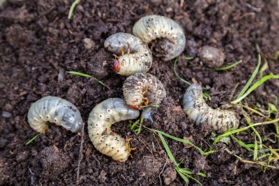 Grub Control in Ventura County, CA