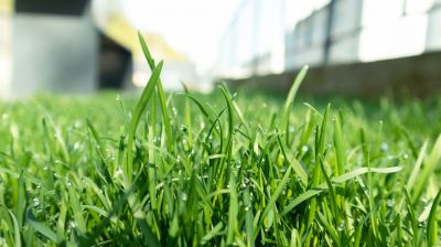 Lawn Disease Treatment in Honolulu, HI
