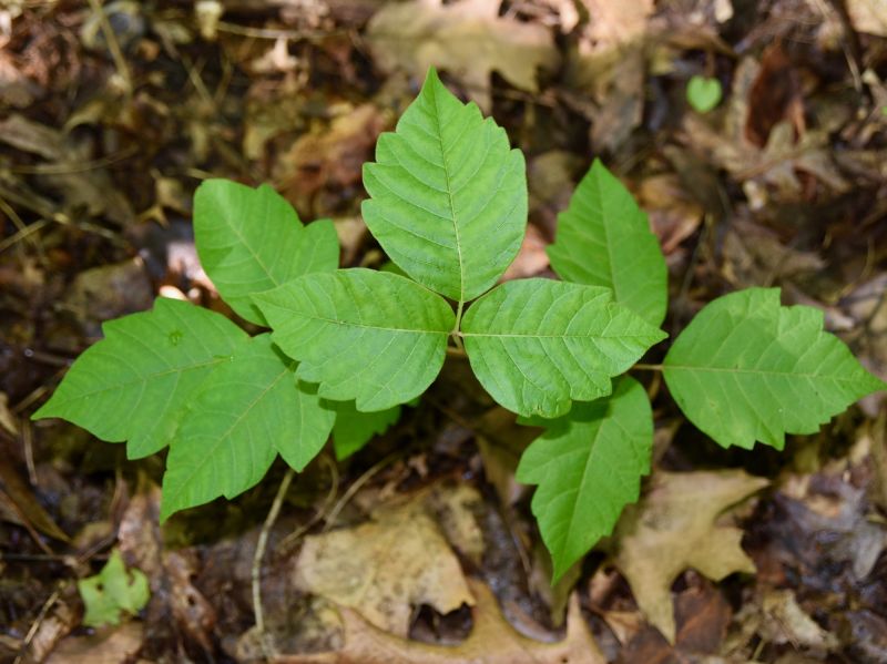 Poison Ivy Removal in Delaware County, PA