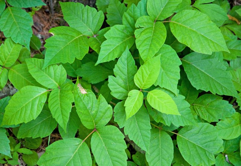 Poison Ivy Removal in Burlington County, NJ