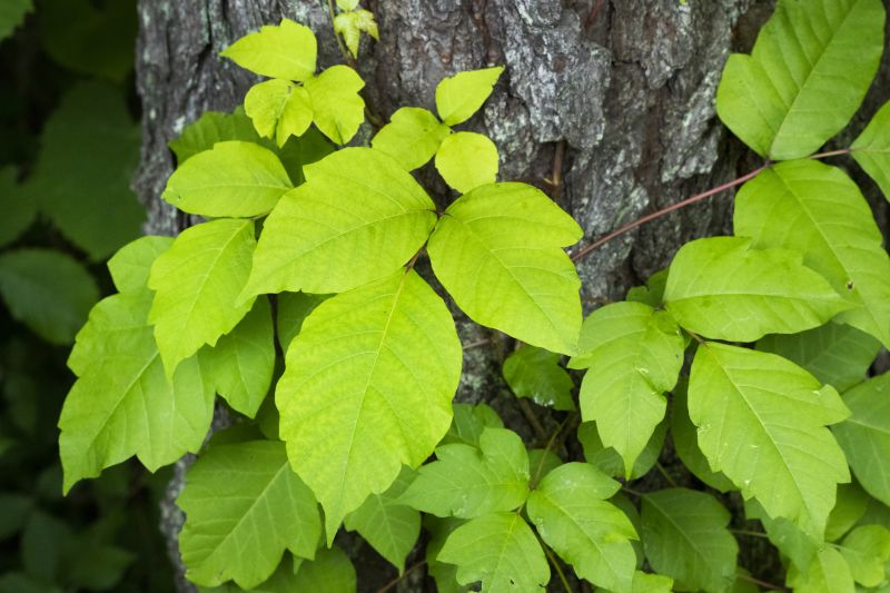 Poison Ivy Removal in Lancaster, PA