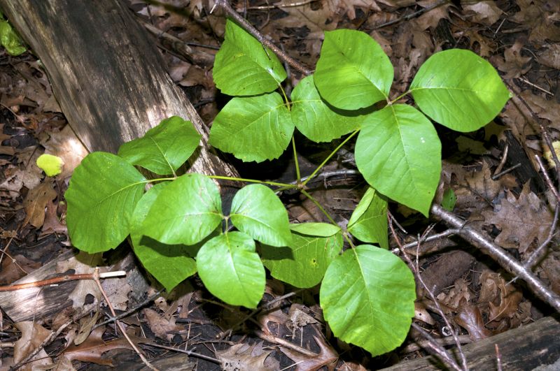 Poison Oak Removal in Wilmington, DE