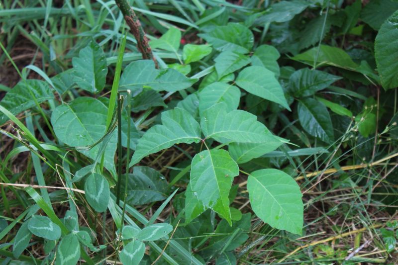 Poison Oak Removal in Pottstown, PA