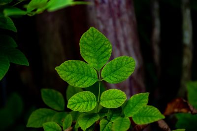 Poison Oak Removal in Pottstown, PA