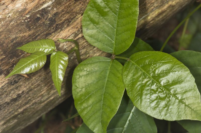 Poison Oak Removal in Lancaster, PA