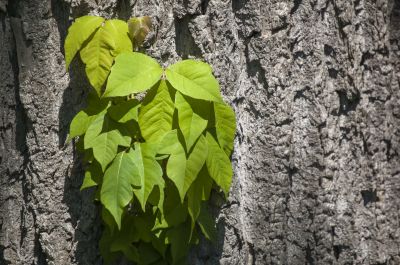Poison Oak Removal in Delaware County, PA