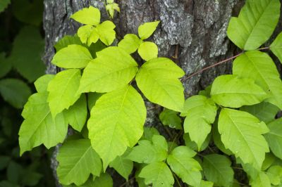 Poison Oak Removal in Burlington County, NJ