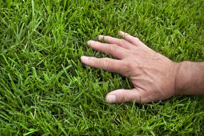 Spring Lawn Fertilizing in Honolulu, HI