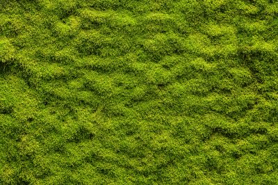 Get Professional Removal of Moss!